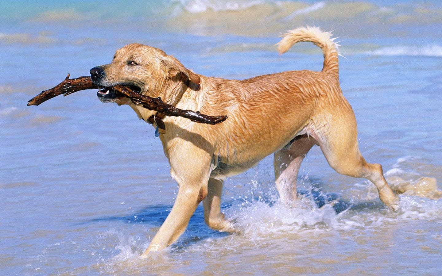 Как самостоятельно открыть курсы по дрессировке собак dog
